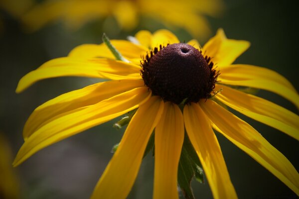 Flor en el Jardín de verano, naturaleza