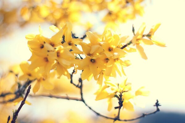 Sentiments tendres, fleurs délicates