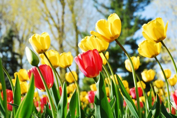 Feld von gelben und roten Tulpen