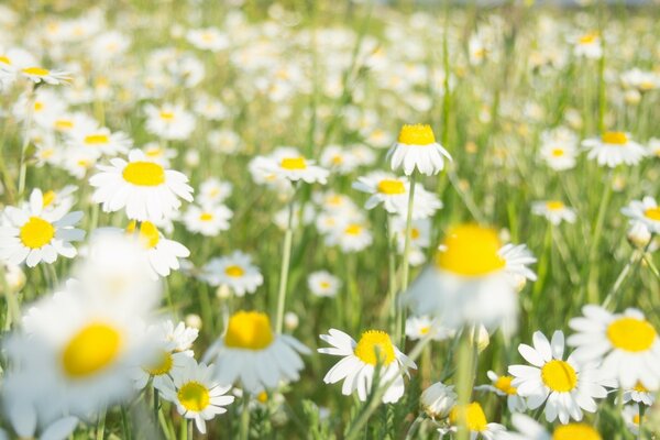 A field of daisies on a summer day