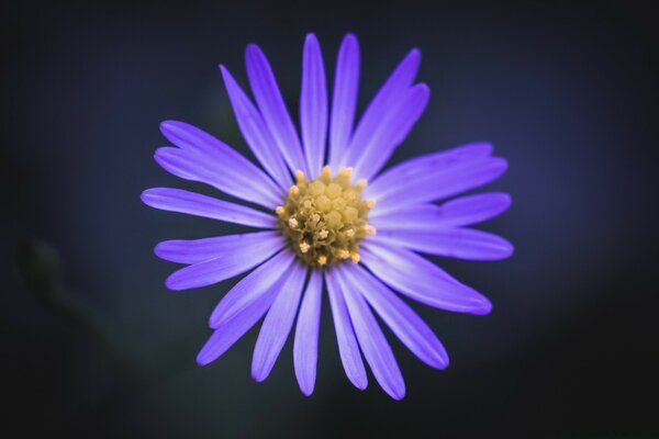 Margherita viola brillante su sfondo scuro