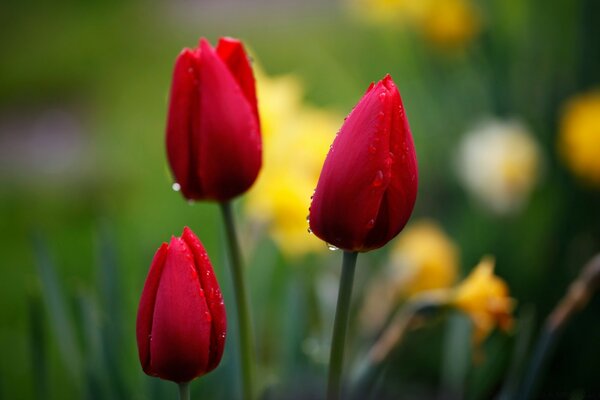 Rote Tulpen und gelbe Narzissen