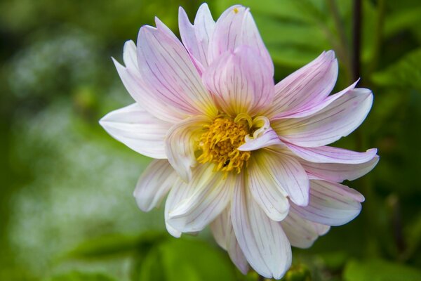 Süße Blume in einem gepflegten Garten