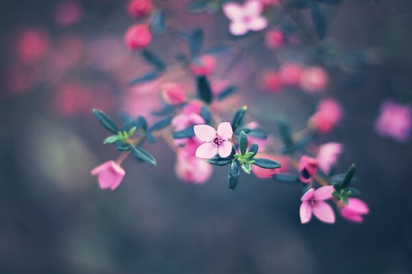 Four flower petals