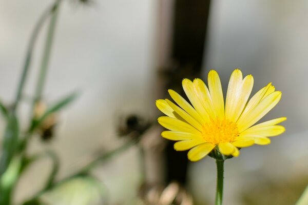 The yellow daisy stands alone