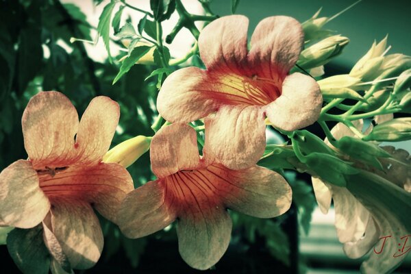 Blick auf Blumen im Garten , Natur