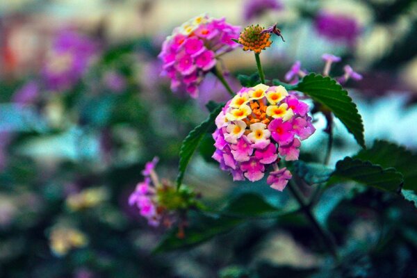 Una variedad de flores son necesarias para la alegría