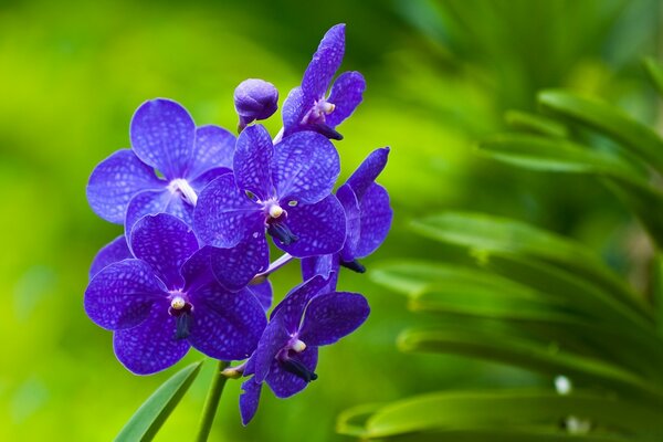 Blue tropical flowers with leaves