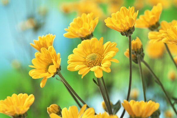 Flores amarillas para salvapantallas