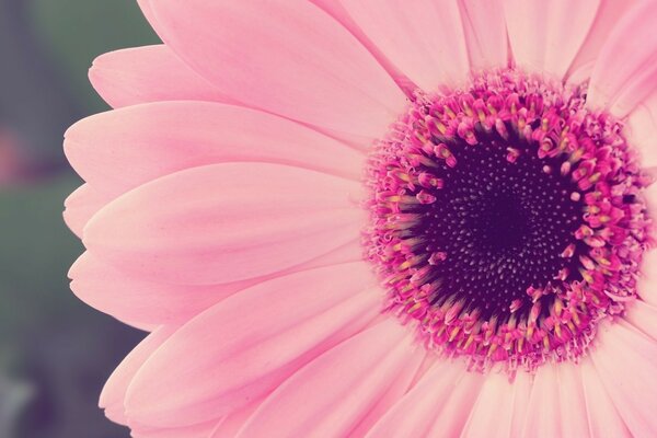 Blume mit rosa Blütenblättern