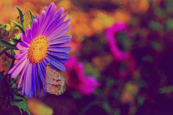 Butterfly and purple flowers. flora and fauna