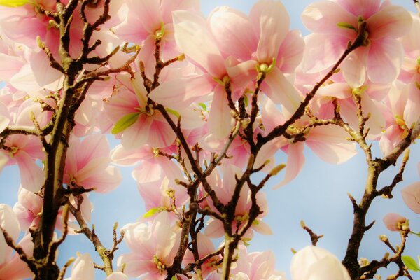 Delicate pink shade of cherry blossoms