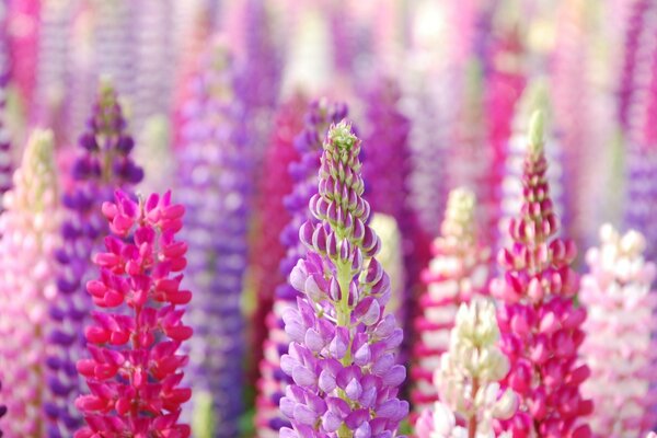 Bunte zarte Blumen. schöne Natur