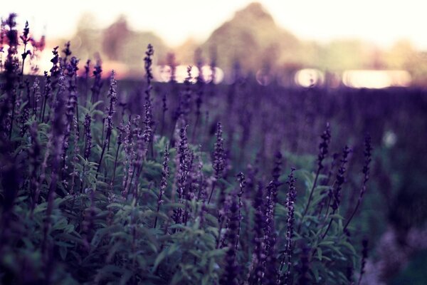 Lavender field on a blurry forest background