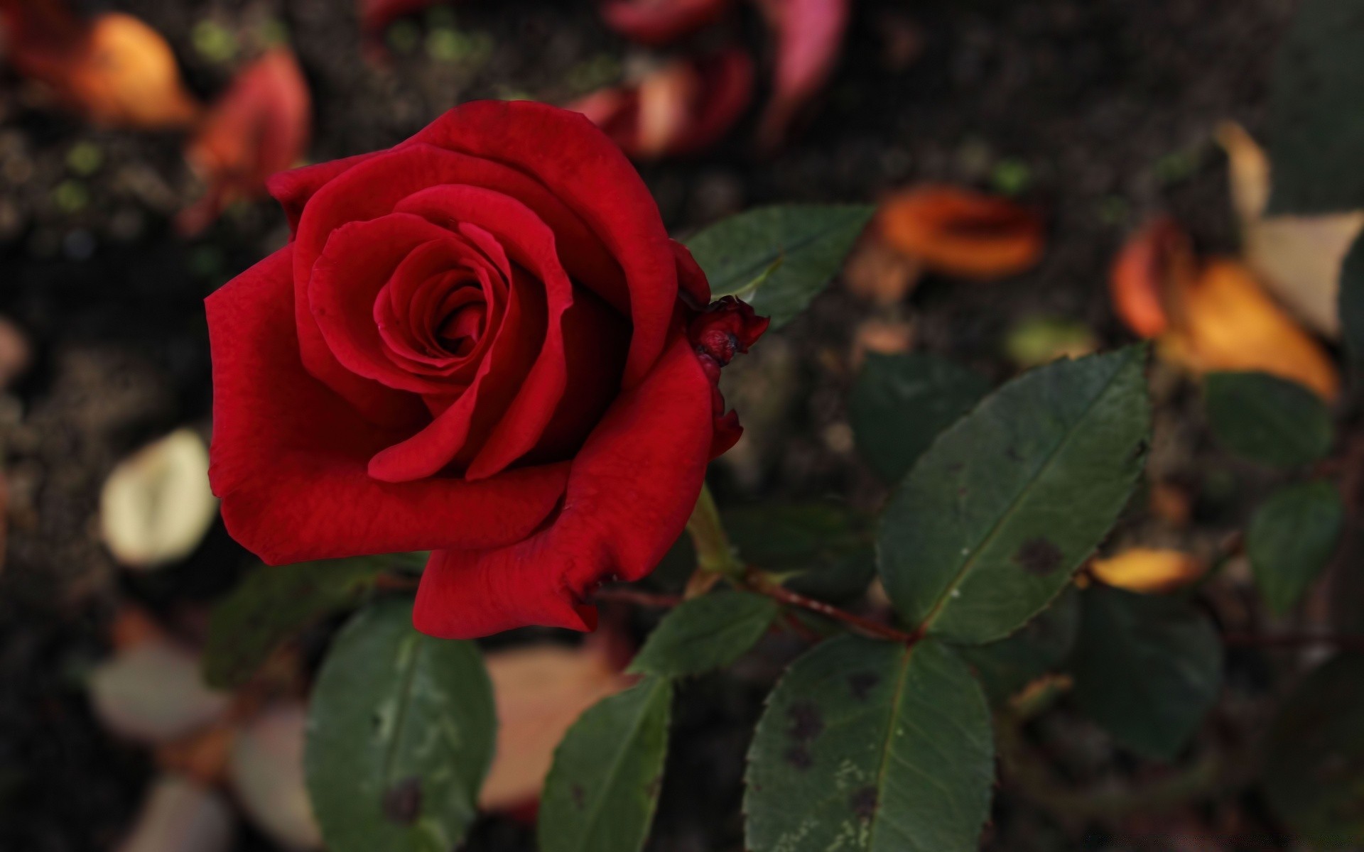 çiçekler gül çiçek romantizm petal yaprak aşk doğa flora çiçek çiçek açan romantik