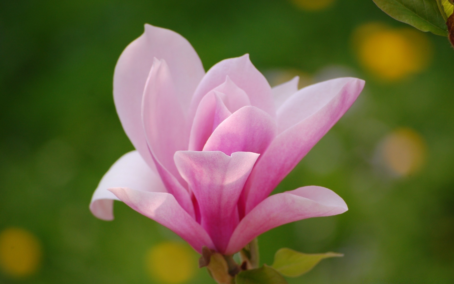 花 自然 花 叶 植物 夏天 花园 生长 明亮 盛开 花瓣 美丽