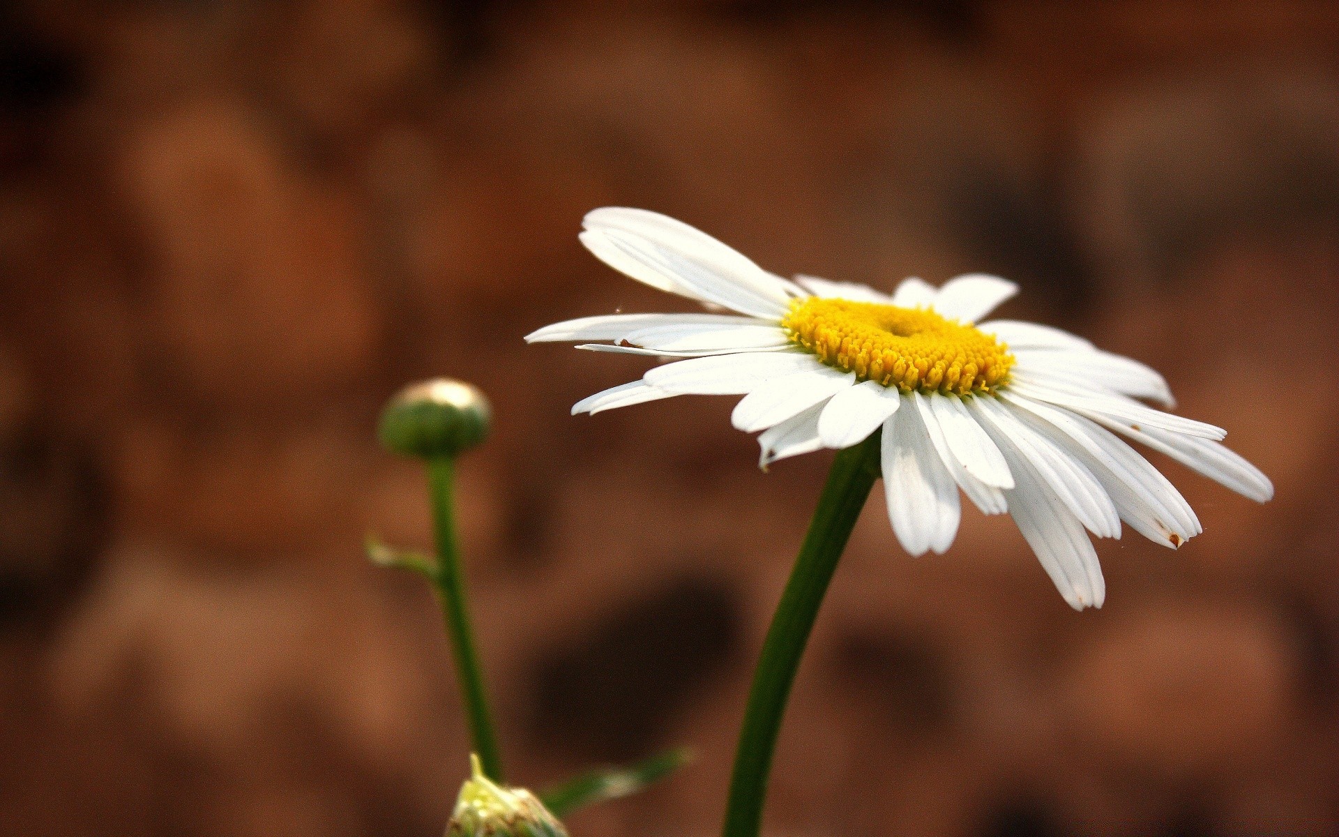 flowers nature flora flower leaf summer growth bright chamomile garden outdoors season fair weather petal close-up