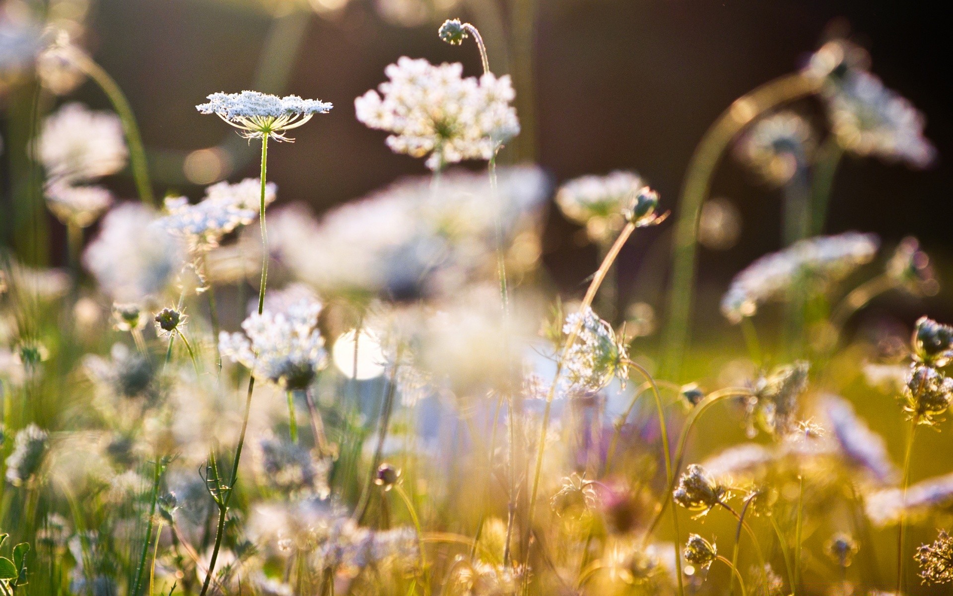 flowers flower nature grass summer field hayfield flora garden outdoors color fair weather sun rural season growth bright park close-up leaf