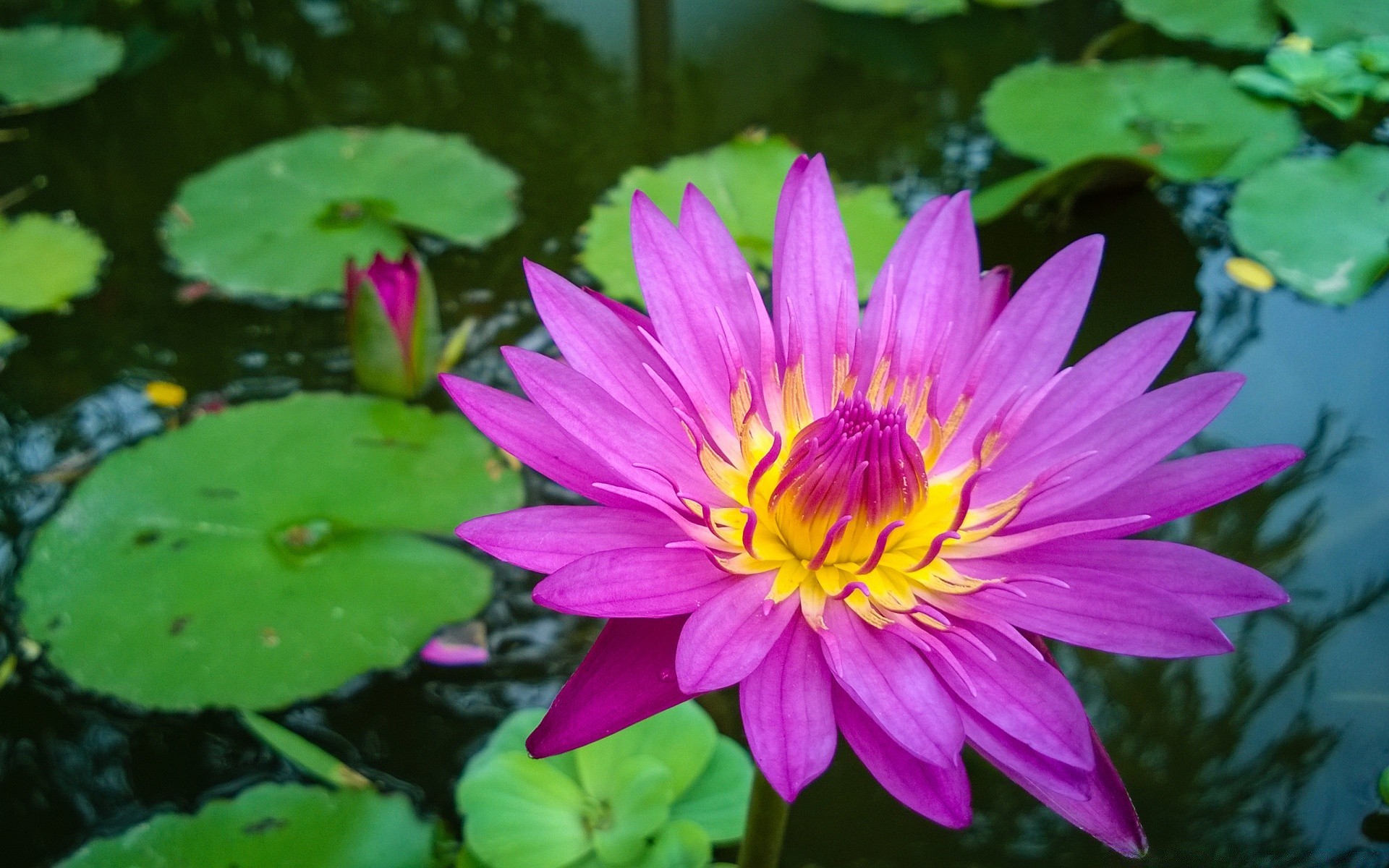 fiori fiore loto foglia piscina flora fiore giglio natura giardino estate petalo acquatico ninfea tropicale floreale esotico bello zen meditazione