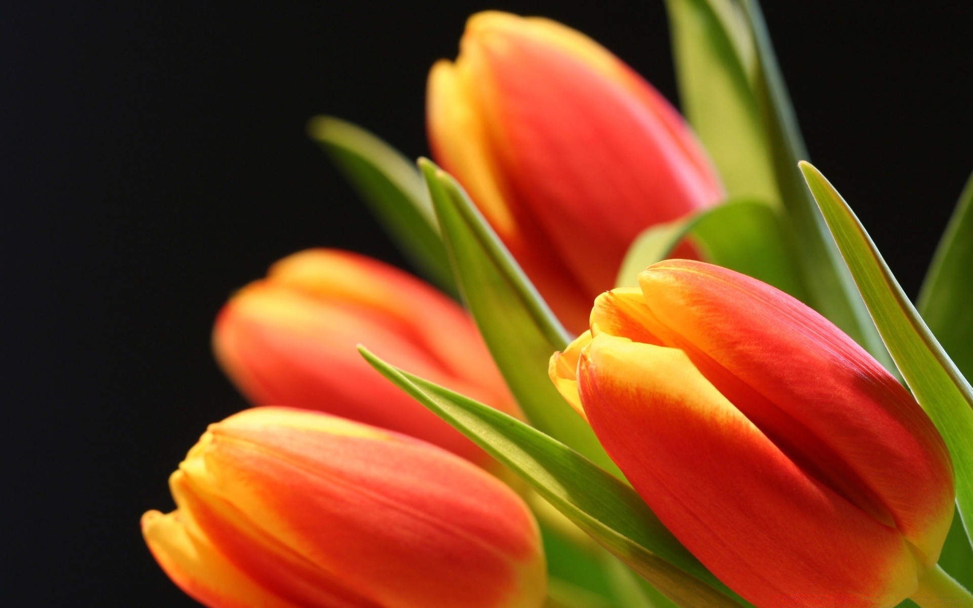 fiori tulipano natura fiore di pasqua foglia luminosa flora bouquet amore floreale giardino di colore romanticismo isolato petalo di estate in crescita