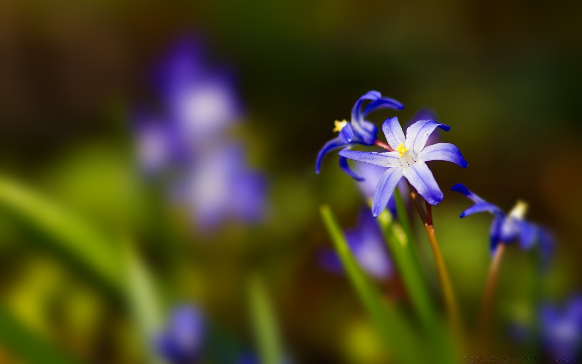 fleurs nature fleur flore flou jardin feuille pétale croissance floral été à l extérieur bluming violet lumineux herbe couleur lampes foin saison