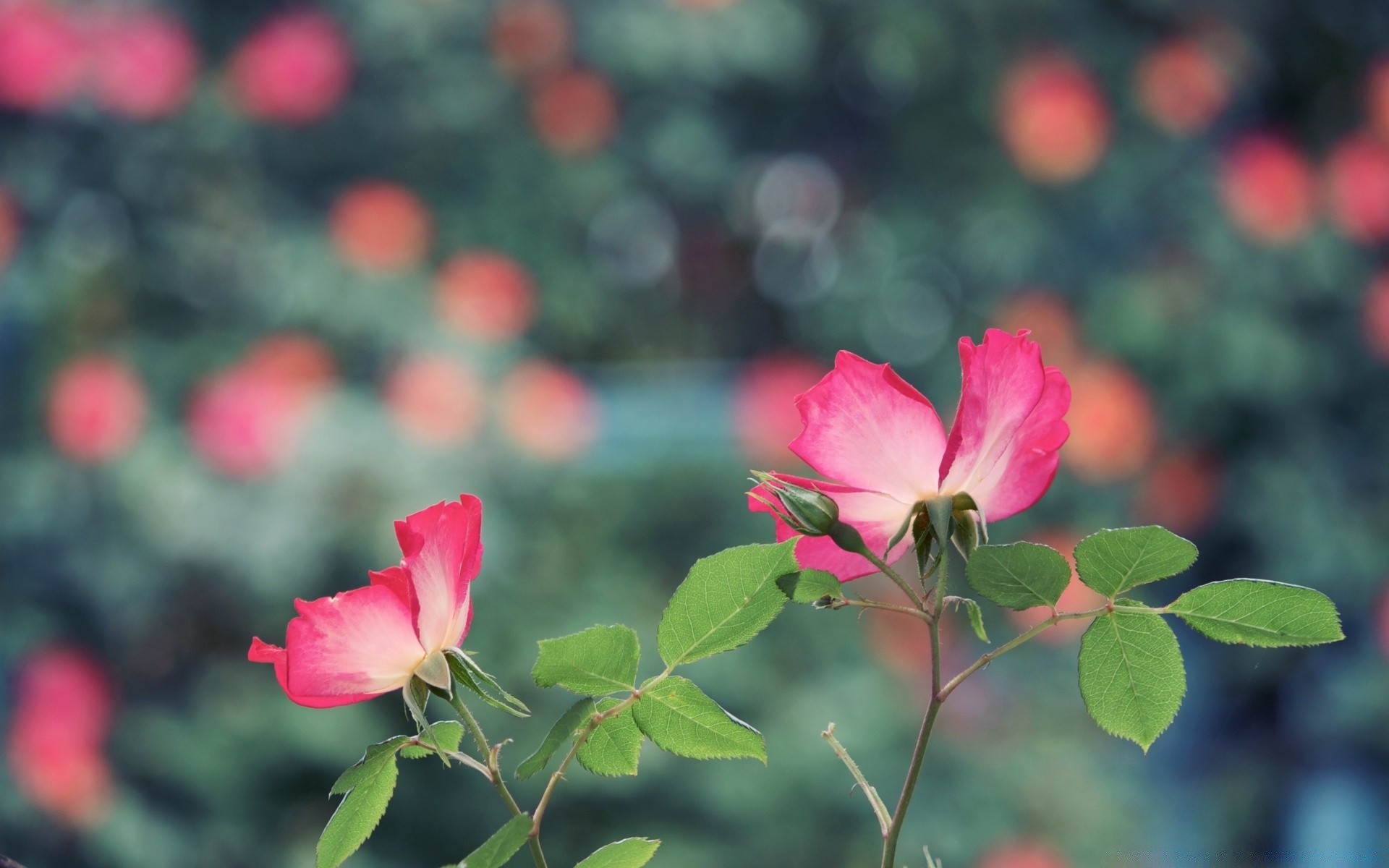 flowers flower nature leaf flora summer rose garden blooming petal floral bright outdoors color close-up growth