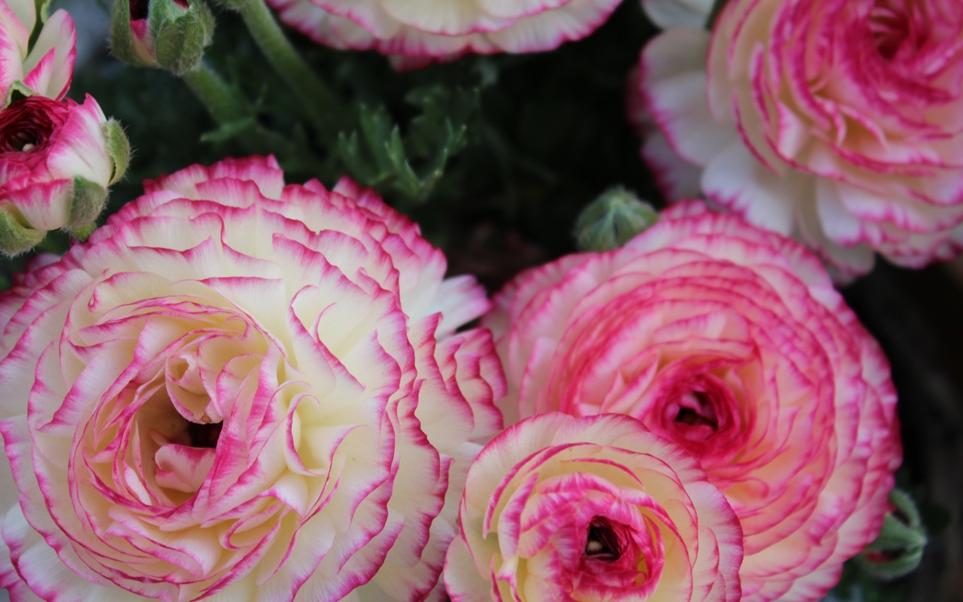 çiçekler gül çiçek flora doğa aşk taçyaprağı yaprak çiçek çiçeklenme düğün bahçe renk buket güzel botanik romantizm parlak hediye