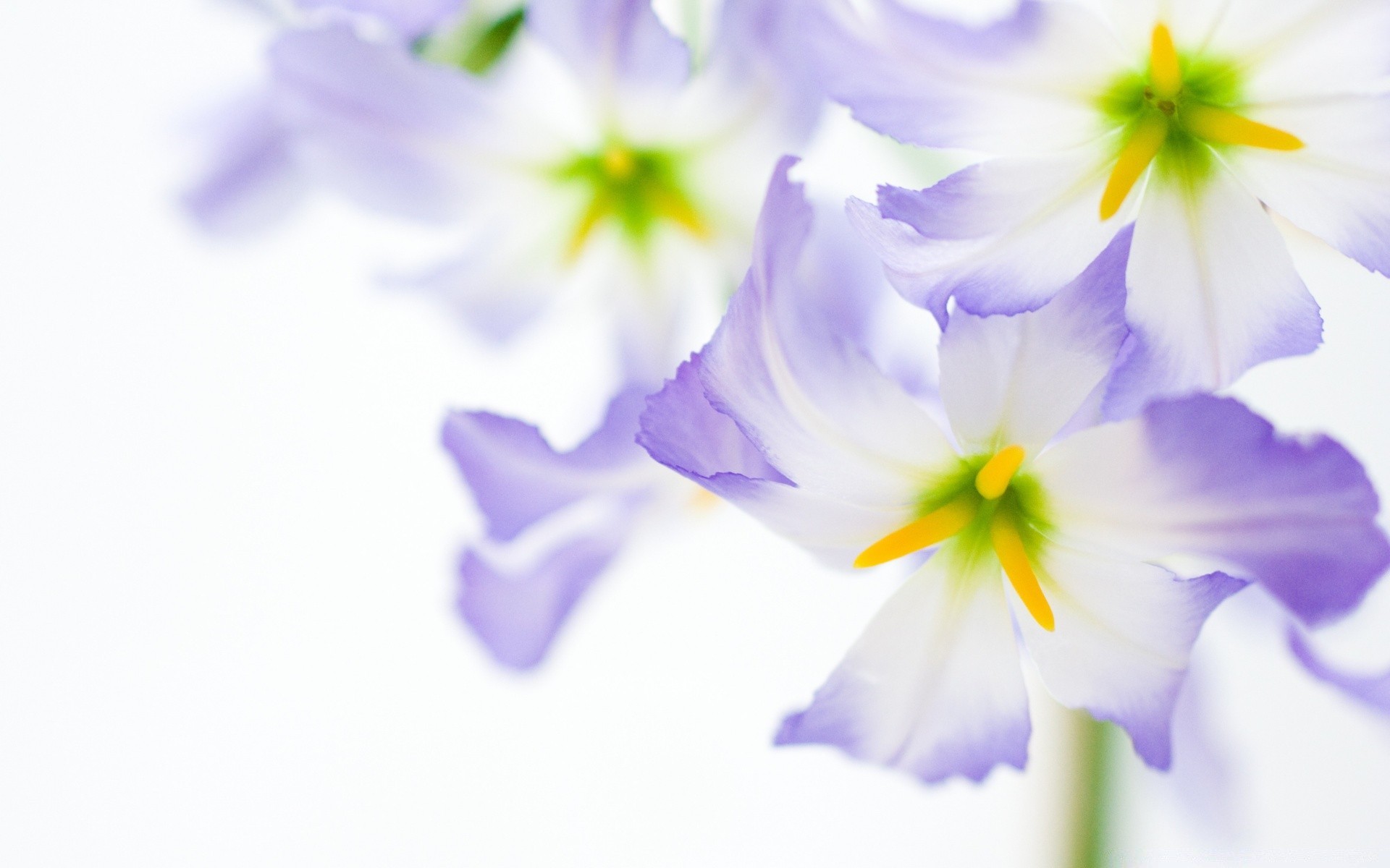 flowers flower nature flora blooming floral color petal beautiful leaf garden bright summer violet growth close-up delicate