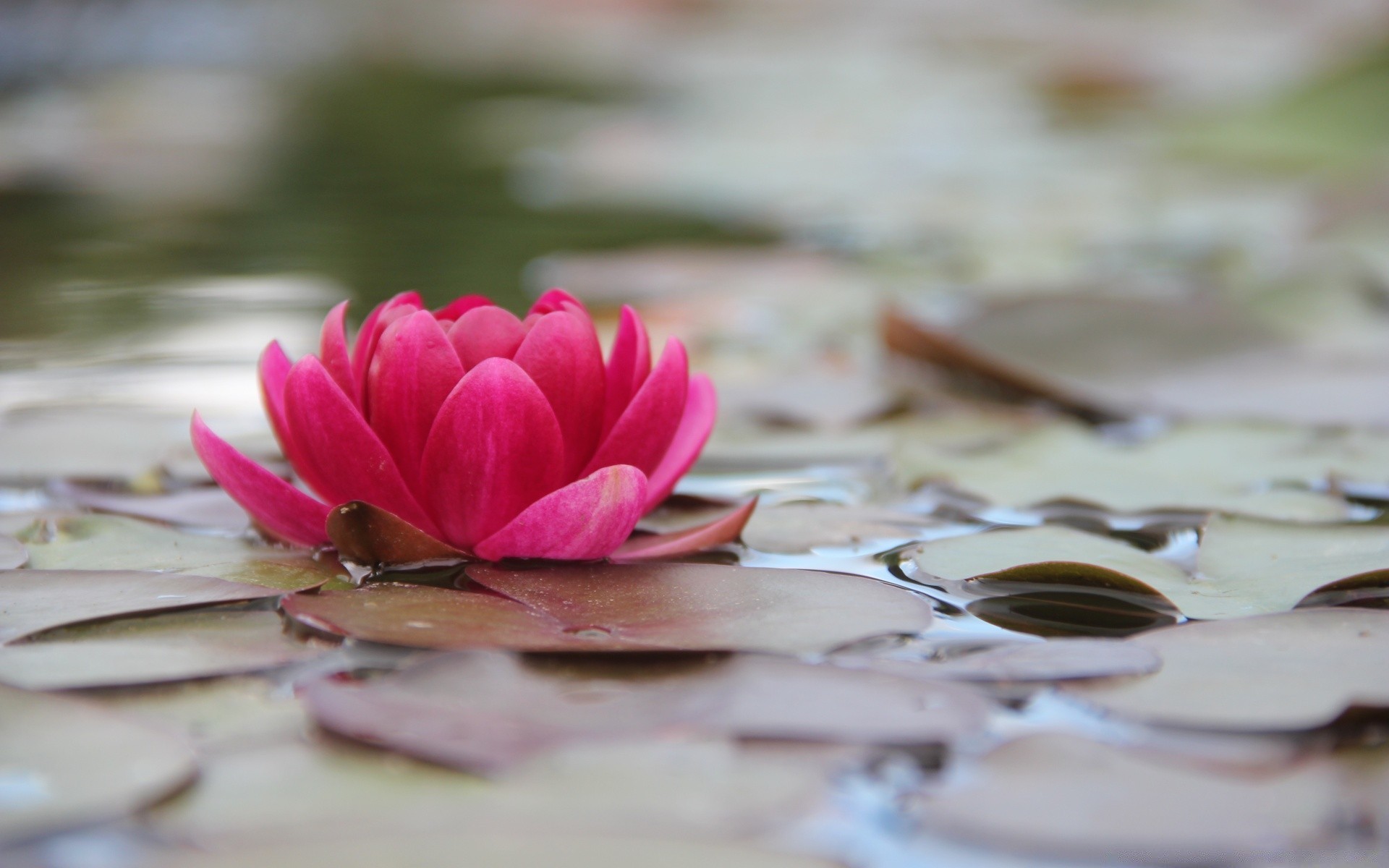 花 花 浪漫 自然 特写