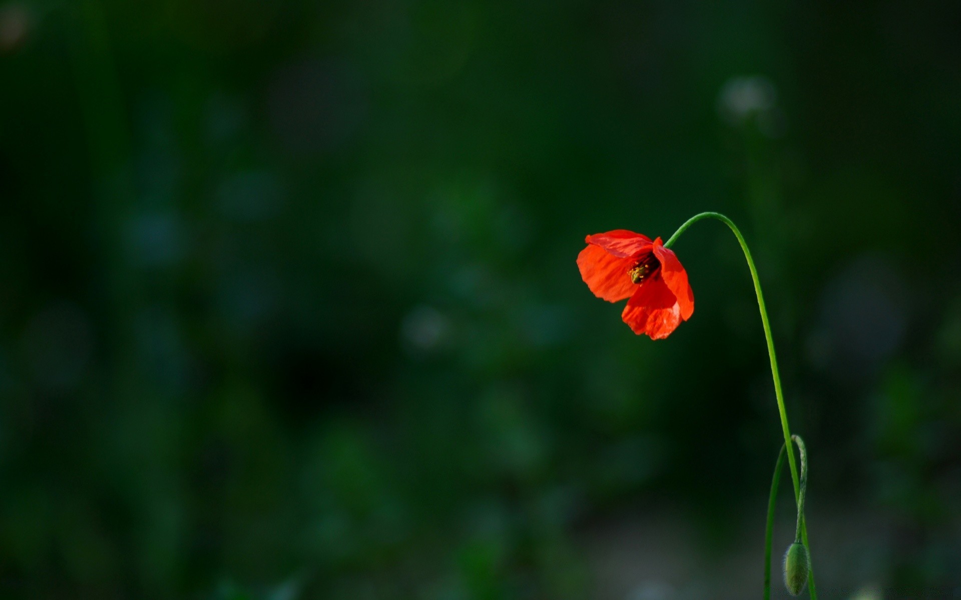 flores flor natureza verão flora folha poppy jardim ao ar livre borrão crescimento cor brilhante