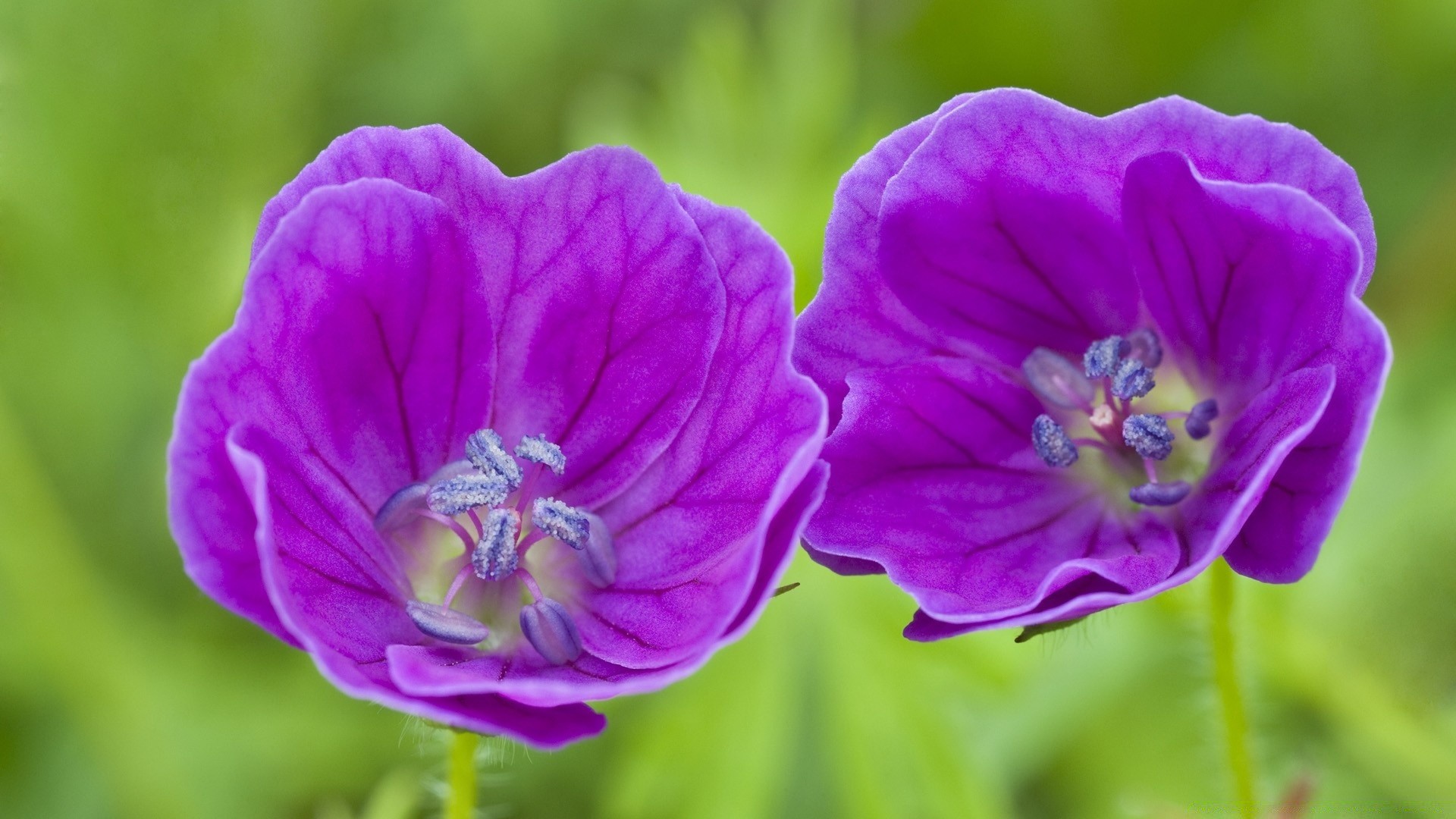 fleurs nature fleur flore jardin été bluming feuille violet pétale floral couleur lumineux croissance à l extérieur gros plan