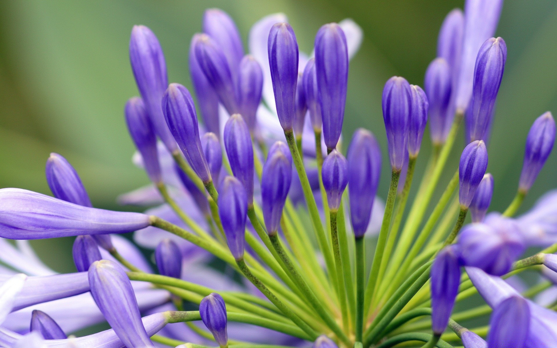 kwiaty natura kwiat flora liść lato ogród wzrost płatek bluming kwiatowy kolor głowa