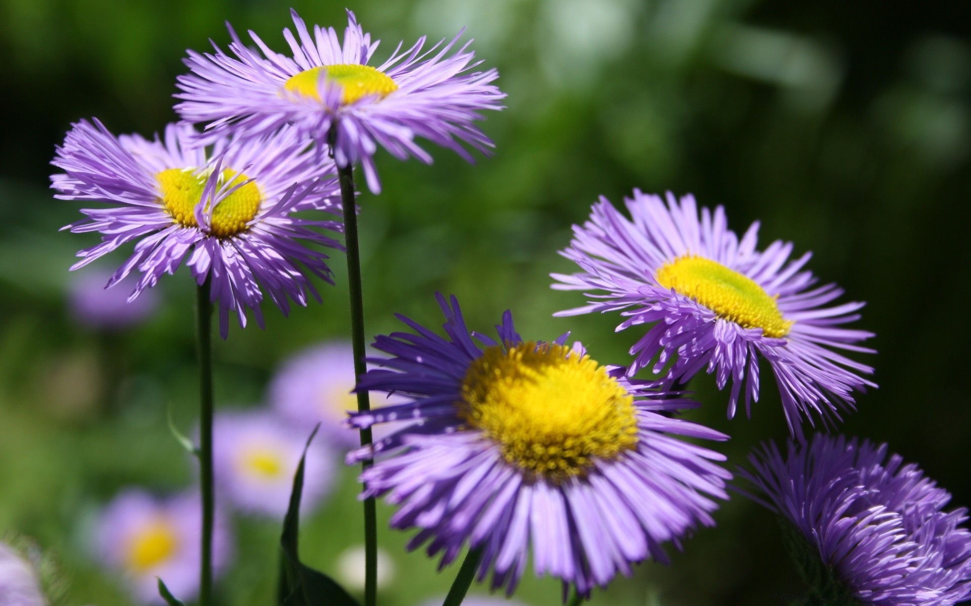 fleurs nature flore fleur été jardin bluming gros plan feuille lumineux pétale floral sauvage couleur foin champ violet saison à l extérieur herbe