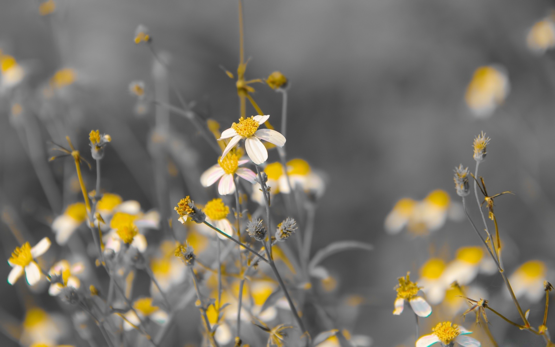 blumen natur blume flora feld im freien sommer des ländlichen hell garten gutes wetter farbe saison blatt gras wachstum schließen blühen wild heuhaufen