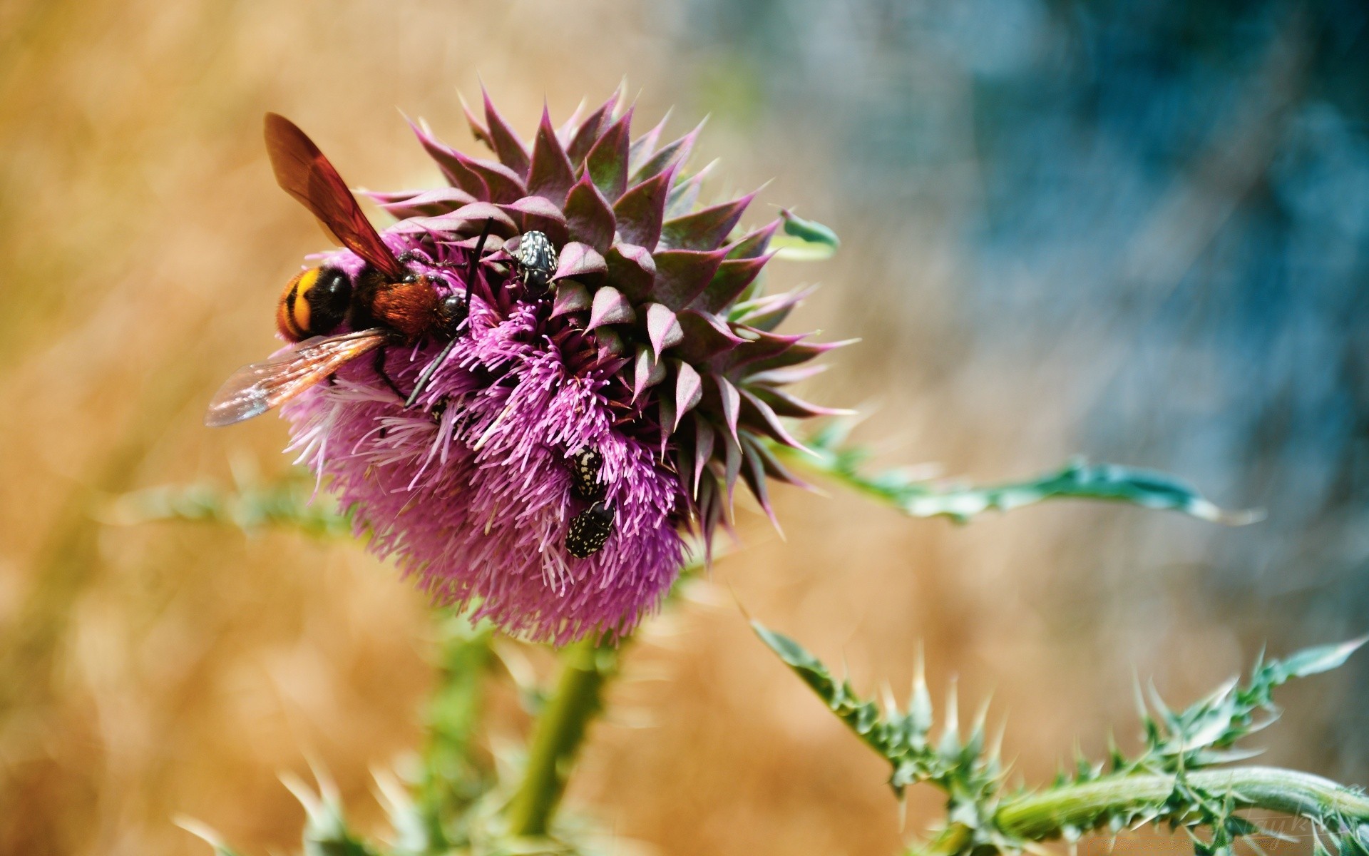 kwiaty natura kwiat owad flora pszczoła dziki zbliżenie na zewnątrz liść lato ogród trawa oset