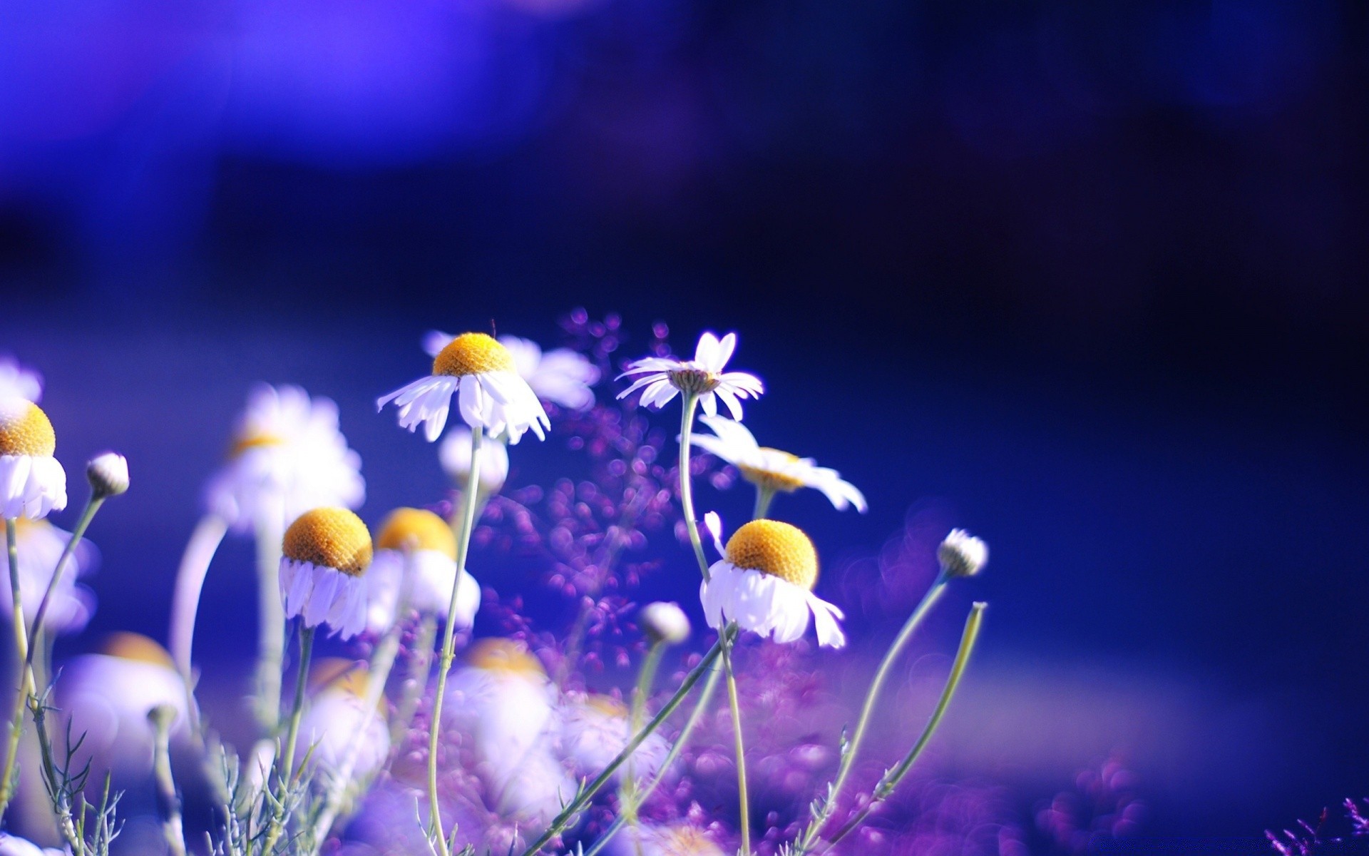 fleurs nature fleur flore croissance foin été champ herbe à l extérieur jardin lumineux sauvage saison beau temps couleur flou pétale floral feuille