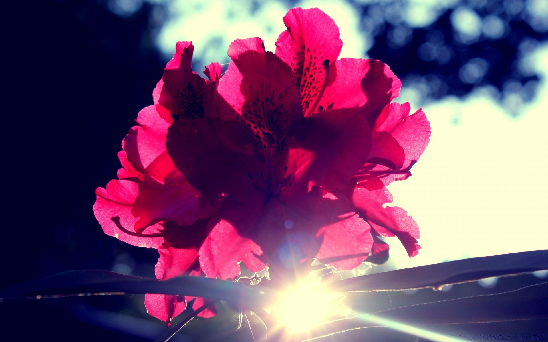 flores flor naturaleza flora color hoja pétalo verano brillante jardín rosa