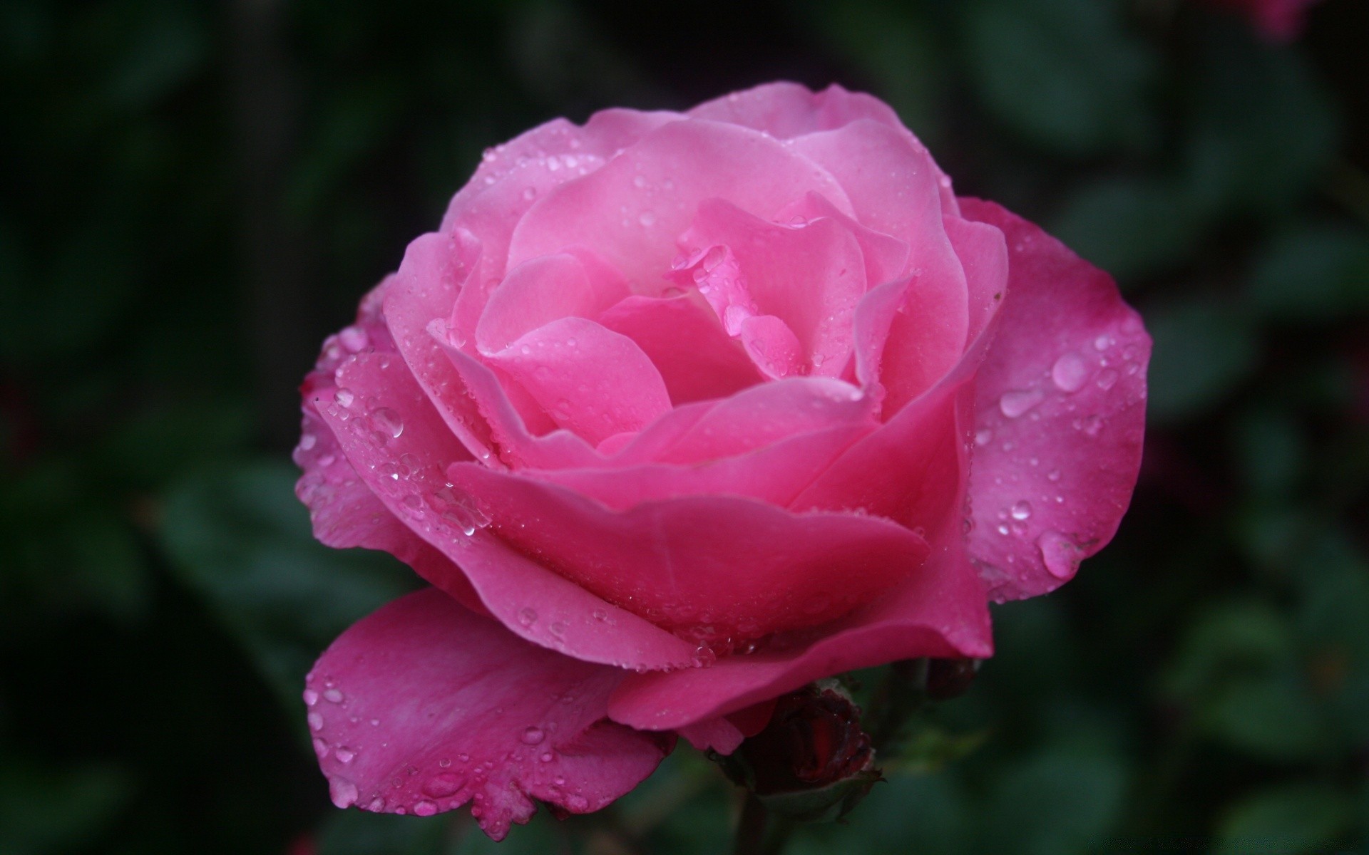 fleurs fleur rose nature flore feuille amour pétale rosée romance été jardin floral bluming couleur