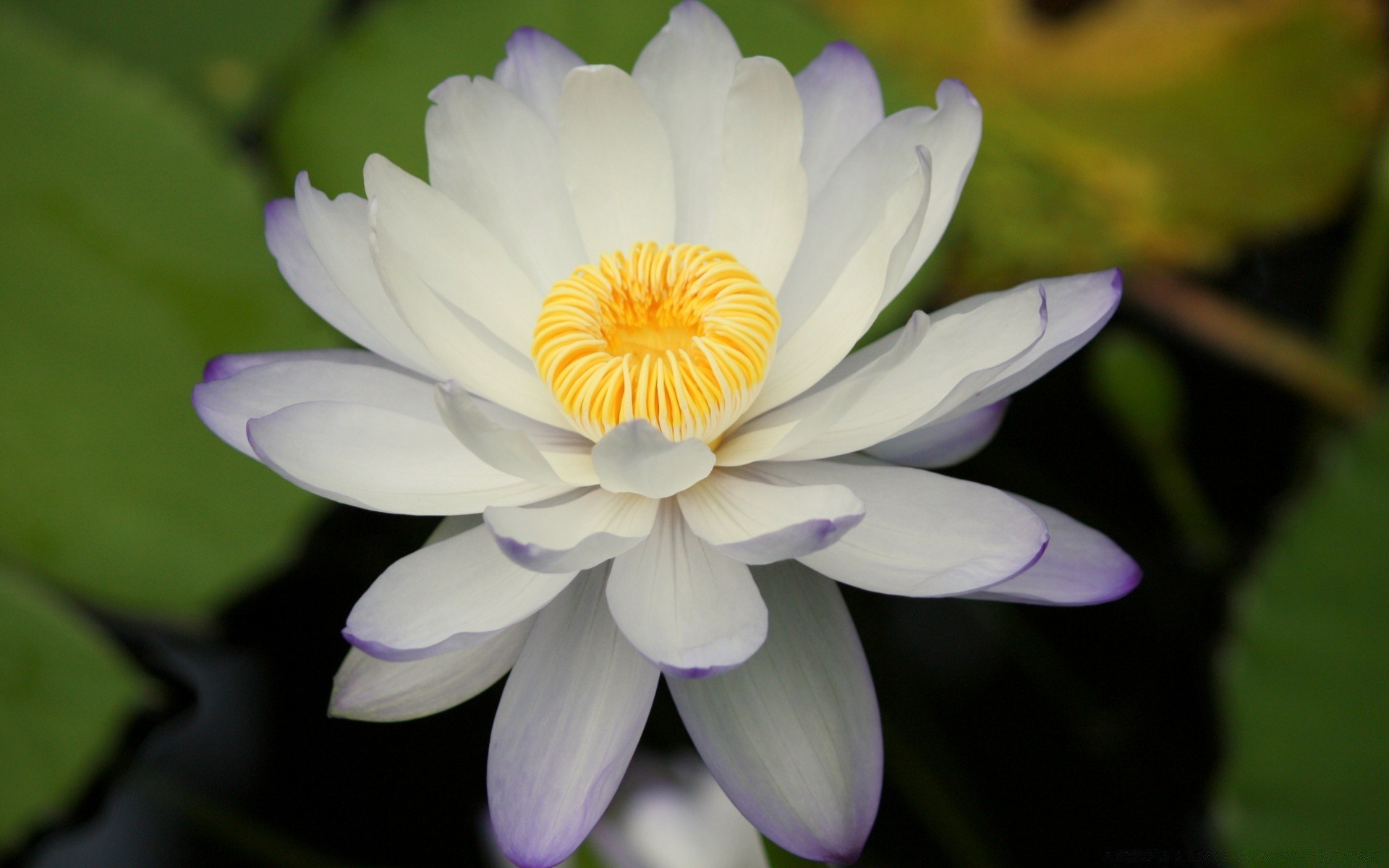 kwiaty kwiat flora liść lotos natura bluming basen ogród płatek lilia kwiatowy lato tropikalny lilia wodna wodny zen piękny botaniczny egzotyczny