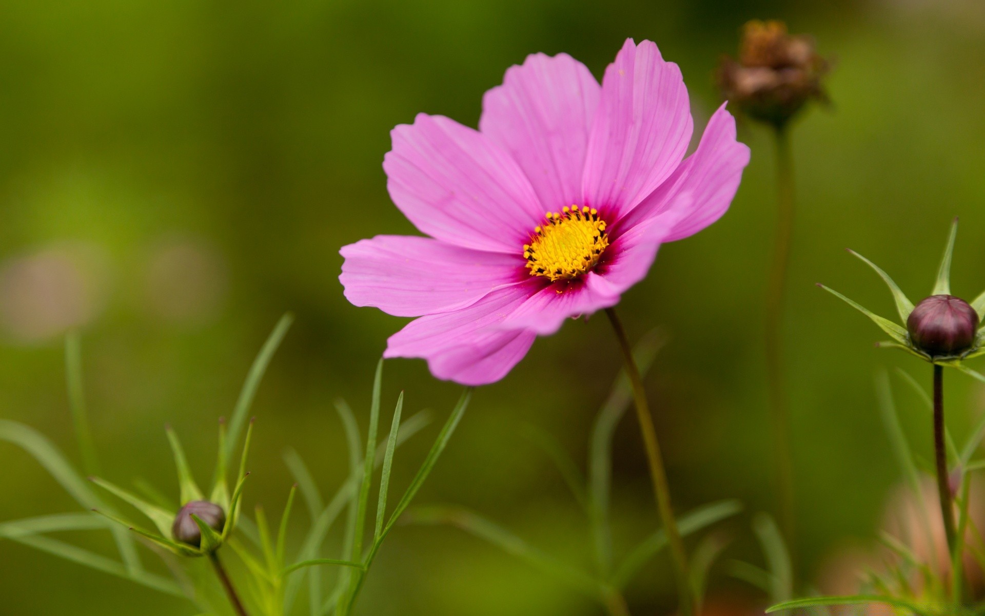 kwiaty natura lato kwiat flora liść ogród trawa jasny zbliżenie pole na zewnątrz kolor bluming