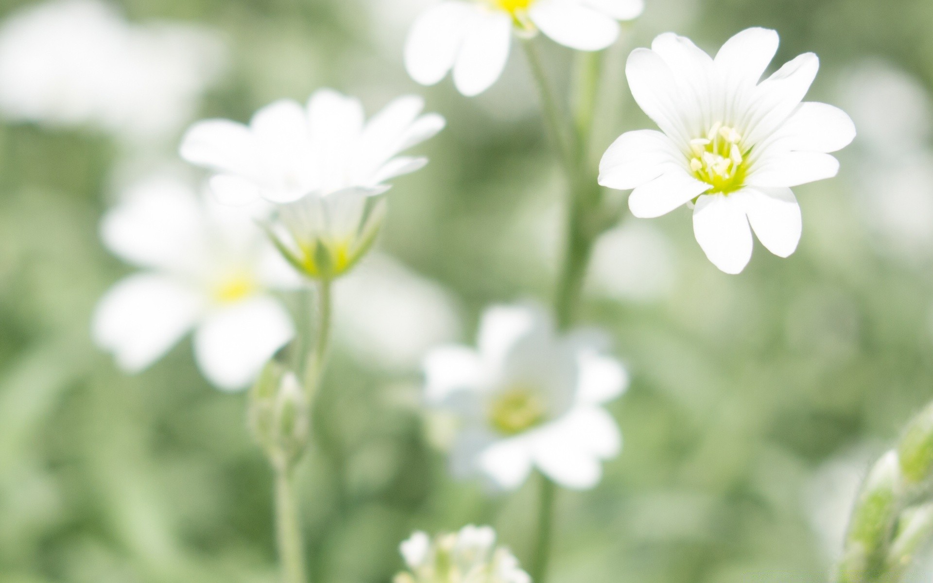 kwiaty natura kwiat flora lato ogród liść jasny dobra pogoda na zewnątrz sezon bluming płatek wzrost trawa kwiatowy zbliżenie dziki kolor pole