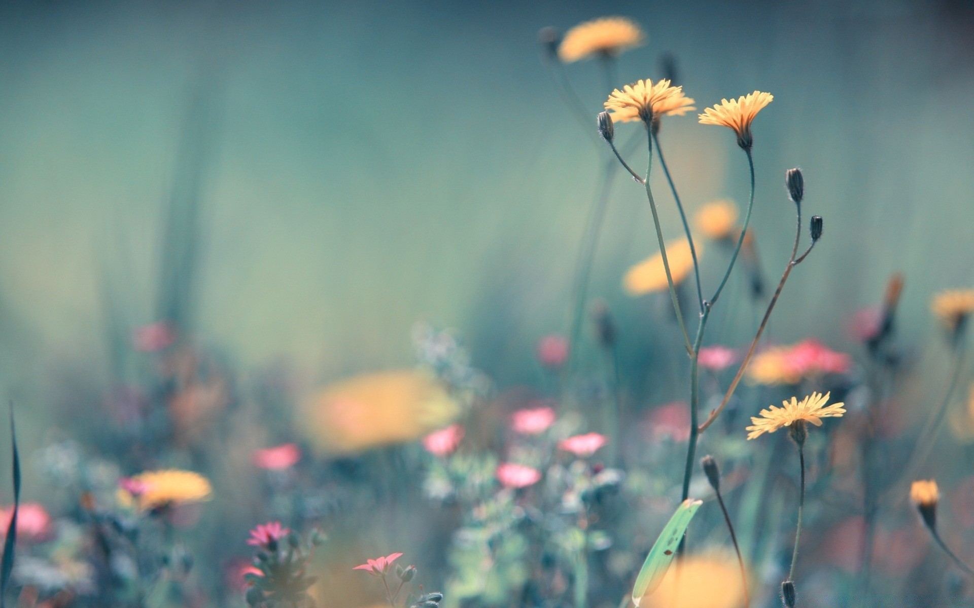 fleurs fleur nature été champ soleil herbe beau temps foin flou rural à l extérieur flore croissance poppy jardin feuille lumineux dof