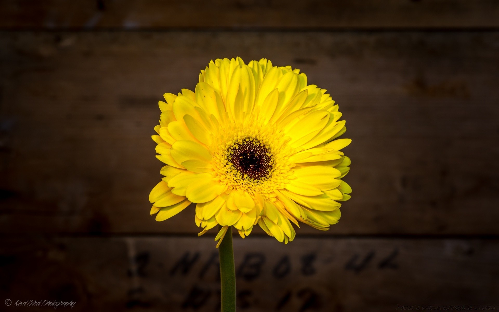 fleurs nature fleur flore été pétale couleur lumineux feuille floral