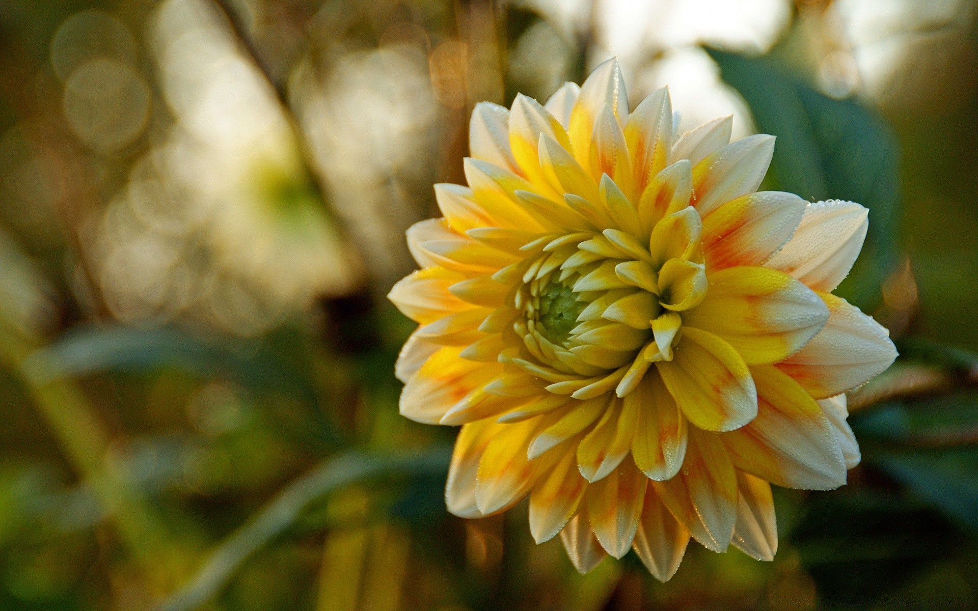 fiori natura fiore flora giardino estate foglia di colore petalo floreale fioritura crescita stagione luminosa