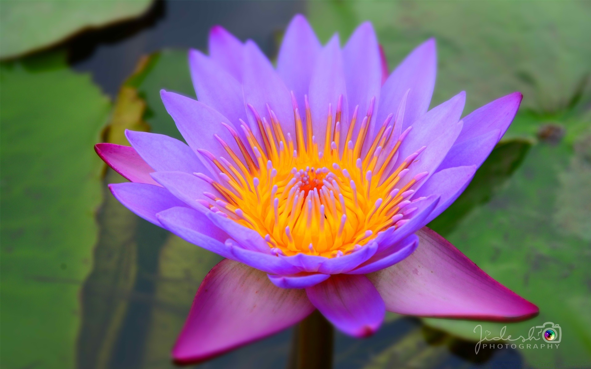 flores loto piscina acuática lirio de agua hoja tropical flor lirio exótico flora naturaleza zen meditación natación verano santo bluming loto jardín pétalo