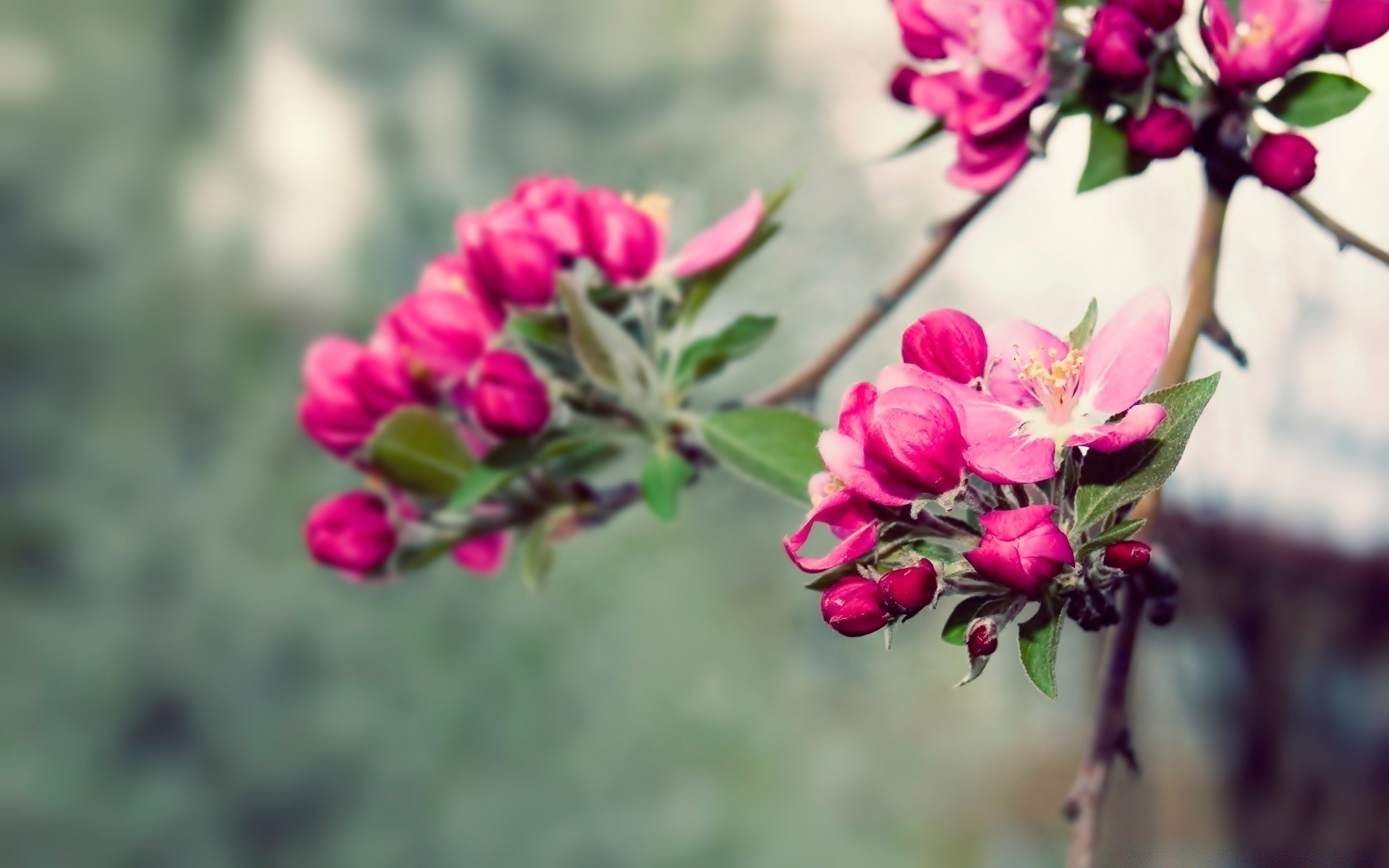 flowers flower nature flora garden blooming leaf branch tree floral summer growth color petal beautiful season outdoors close-up bud bright