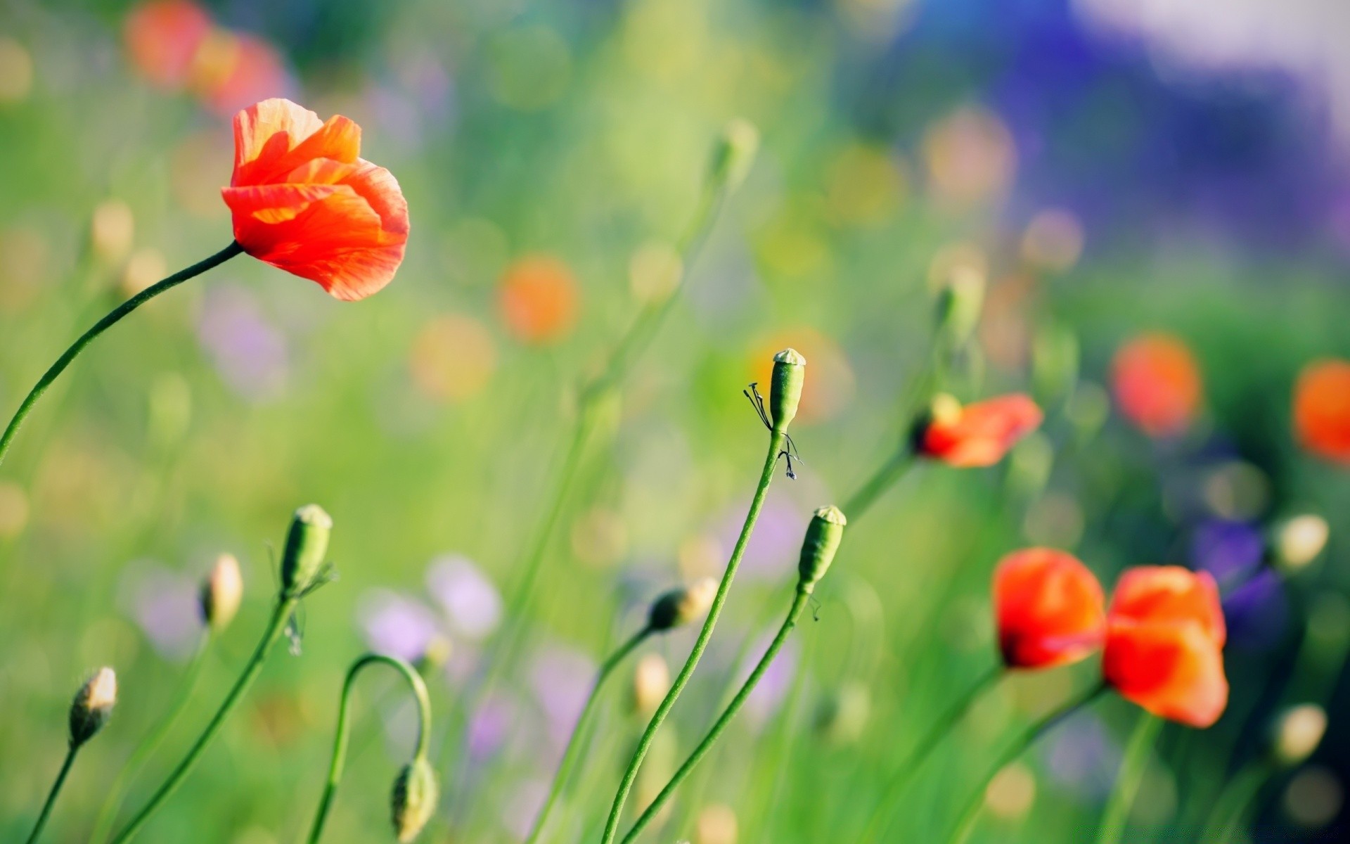 flores naturaleza flor verano hierba campo flora hoja heno jardín crecimiento brillante color buen tiempo al aire libre poppy temporada