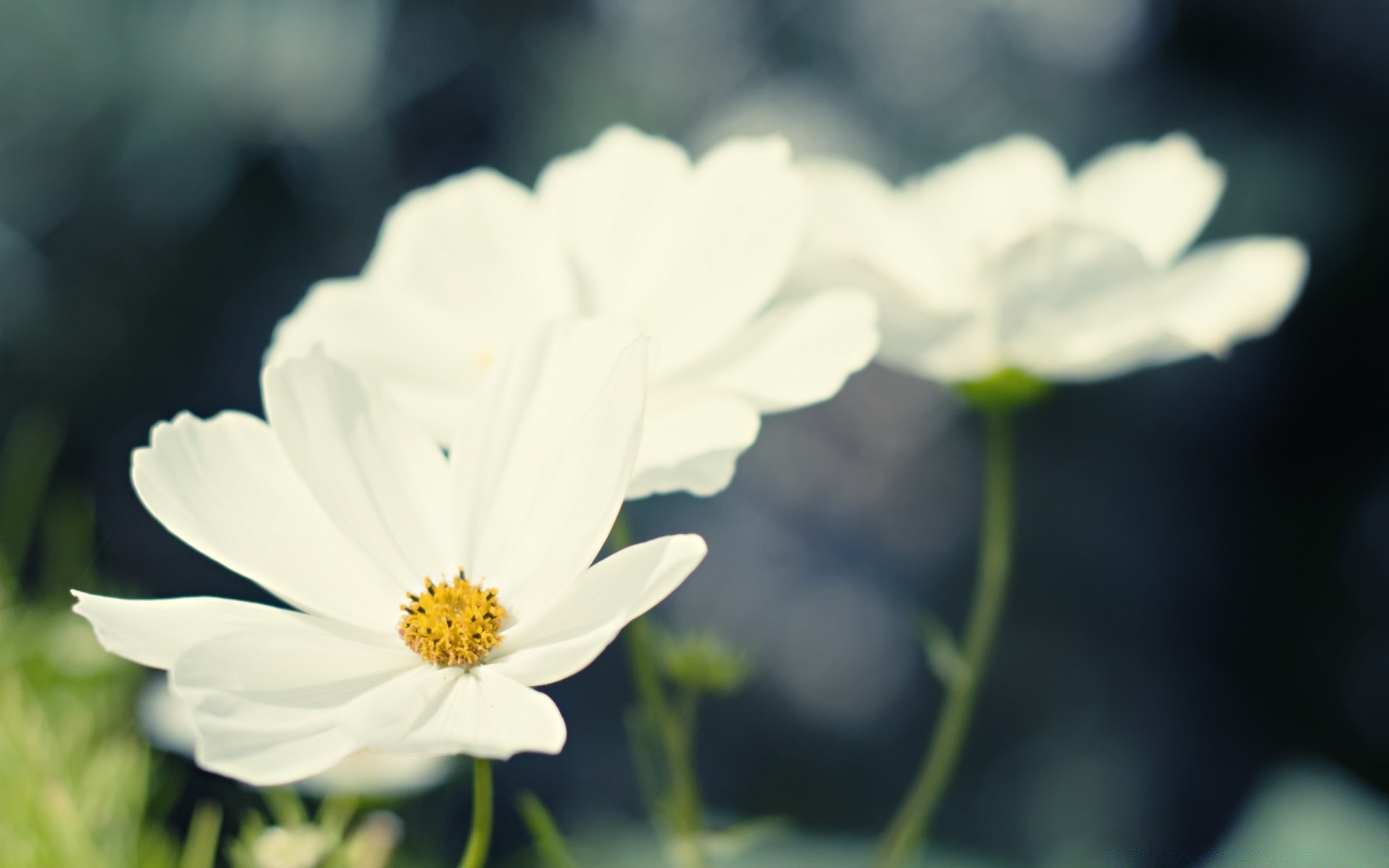 flowers flower nature summer flora garden leaf bright growth color petal close-up fair weather blooming