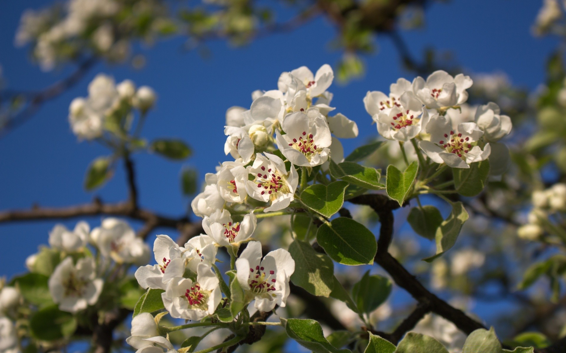 fiori fiore albero flora ramo natura fioritura giardino stagione mela petalo floreale ciliegia foglia compagno all aperto estate crescita soleggiato primo piano colore