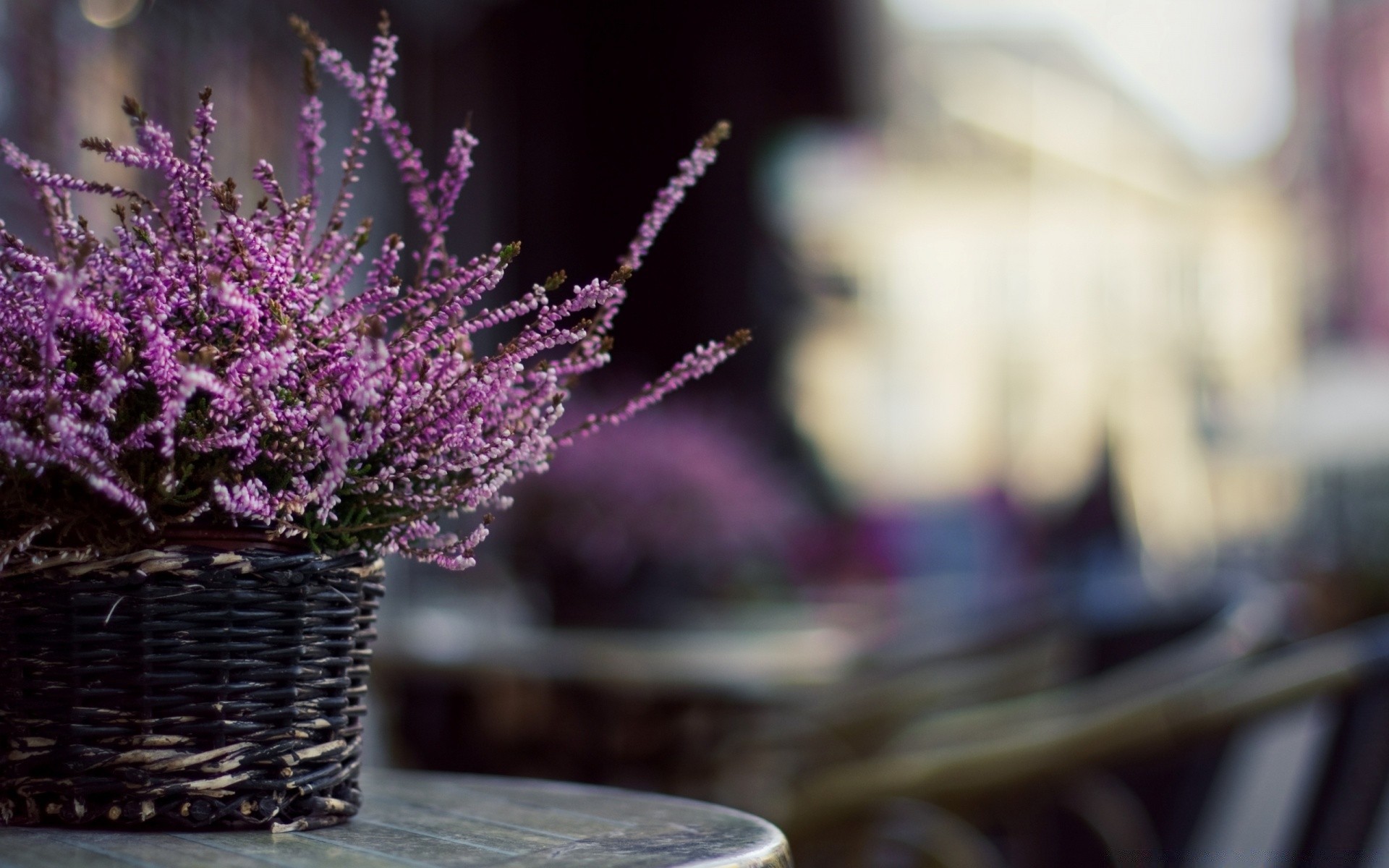 blumen blume natur unschärfe farbe im freien schließen